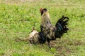 Colorful rooster stands high and crows in the backyard and farm