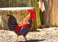 A colorful rooster strutting in the barnyard.