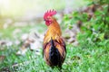 Colorful rooster walking on blurred green nature background Royalty Free Stock Photo