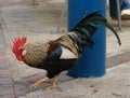 Colorful rooster Royalty Free Stock Photo