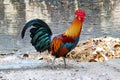 A Colorful Rooster Walking On The Ground