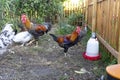 Colorful roosters of domestic hens in a small backyard farm in the countryside. Royalty Free Stock Photo