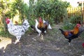 Colorful roosters of domestic hens in a small backyard farm in the countryside. Royalty Free Stock Photo