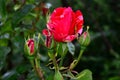 Colorful rose close up in my garden Royalty Free Stock Photo