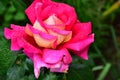 Colorful rose close up in my garden Royalty Free Stock Photo