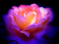 Colorful rose in the dark