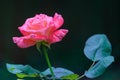 Colorful rose in full bloom in late spring Royalty Free Stock Photo