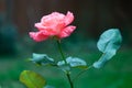 Colorful rose in full bloom in late spring Royalty Free Stock Photo