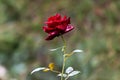 Colorful red rose in full bloom in late spring Royalty Free Stock Photo