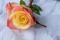 Colorful rose with water drops - white background Royalty Free Stock Photo