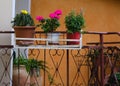 Colorful roses arranged on a Mediterranean terrace
