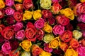 Colorful roses background Royalty Free Stock Photo