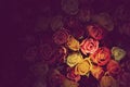 Colorful roses background