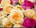 Colorful roses background Royalty Free Stock Photo