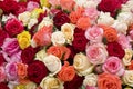 Colorful roses background Royalty Free Stock Photo