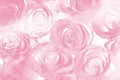 Colorful roses background. Natural texture of tenderness and lov Royalty Free Stock Photo