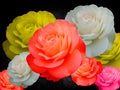 Colorful of roses on black background, white, yellow, red and pink are color of roses. Royalty Free Stock Photo