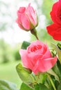 Colorful roses blossom bouquet in the garden