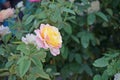 Colorful roses flower, perennial flowering plant