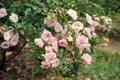 Colorful roses flower, perennial flowering plant