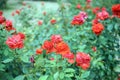 Colorful roses flower, perennial flowering plant