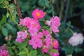 Colorful roses flower, perennial flowering plant