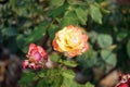 Colorful roses flower, perennial flowering plant