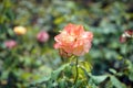 Colorful roses flower, perennial flowering plant