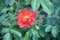 Colorful roses flower, perennial flowering plant