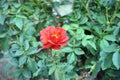 Colorful roses flower, perennial flowering plant