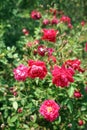 Colorful roses flower, perennial flowering plant. valentine day