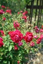 Colorful roses flower, perennial flowering plant. valentine day
