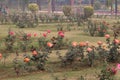 Colorful Roses in National Rose Garden, New Delhi, India