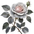 Colorful roses with leaves and sparkling morning dew clip art. AI-Generated.