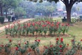 Colorful Roses in National Rose Garden, New Delhi, India