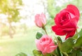 Colorful roses with raindrops blossom bouquet in the garden