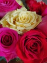 Colorful Roses to brighten your day