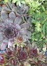 Colorful rosettes of the Sempervivum plant