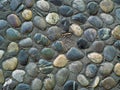 Colorful round and smooth stones of the same size in a ground earth path in a city park. Design