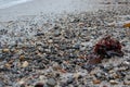 Pebbles at the beach, plus a clump of seaweed