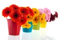Colorful row with Gerber flowers Royalty Free Stock Photo