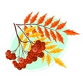 A colorful rowan branch. The concept of autumn. Seasonal illustration