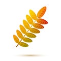 Colorful rowan leaf symbol logo fall autumn design