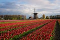 Colorful rows of tulips in front of a windmill Royalty Free Stock Photo