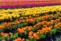 Colorful Rows of Tulips