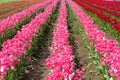 Colorful Rows of Tulips Spring season