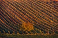 Colorful Rows Of Vineyard Grape Vines. Autumn Landscape With Colorful Vineyards And Tree. Autumn Grape Vineyards Of Czech Republic Royalty Free Stock Photo