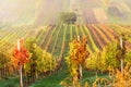 Colorful Rows Of Vineyards In Autumn. Green Lonely Tree In Fog Among Vineyards. Autumn Scenic Landscape Of South Moravia In Czech