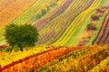 Colorful rows of vineyards in autumn. Green lonely tree in fog among vineyards. Autumn scenic landscape of South Moravia in Czech Royalty Free Stock Photo