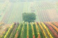 Colorful rows of vineyards in autumn. Green lonely tree in fog among vineyards. Autumn scenic landscape of South Moravia in Czech Royalty Free Stock Photo